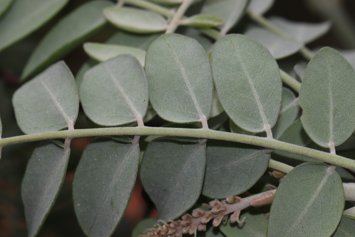 Sophora tomentosa L.